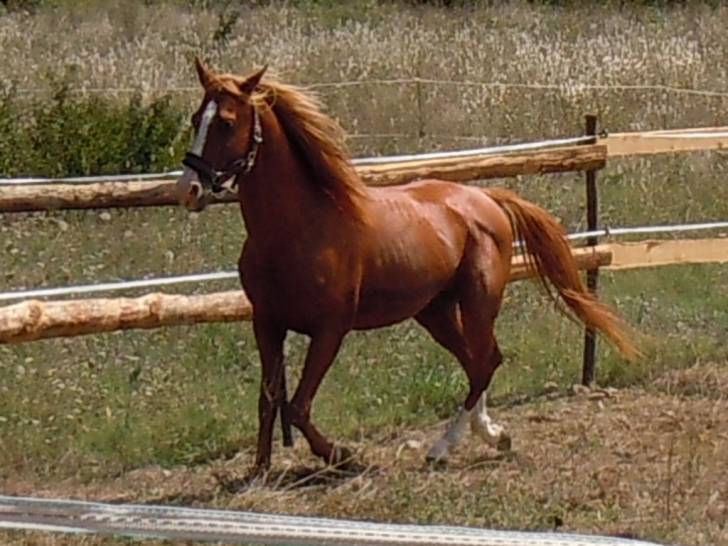 Fredo - Mâle (7 ans)