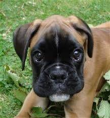 billy - Mâle (8 mois)