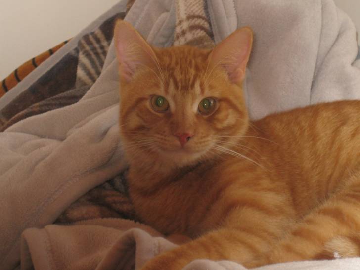 GORIK - Mâle (11 mois)