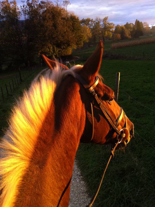 Rose De Villeneuve - (7 ans)