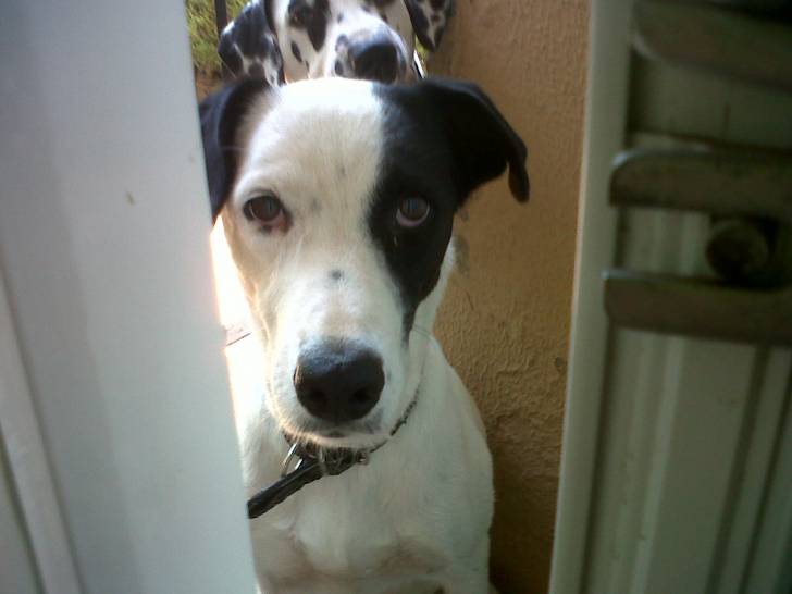 Dina - Femelle (4 ans)