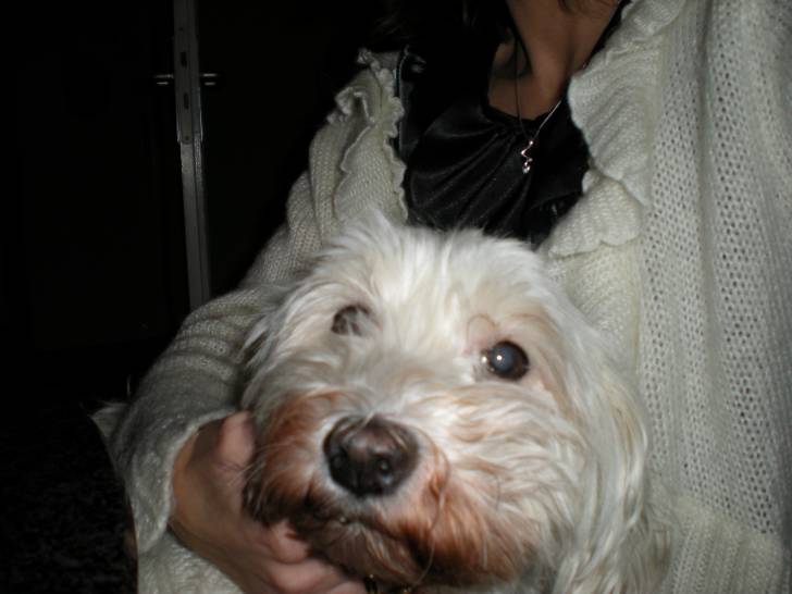 DOUDOU - Femelle (14 ans)