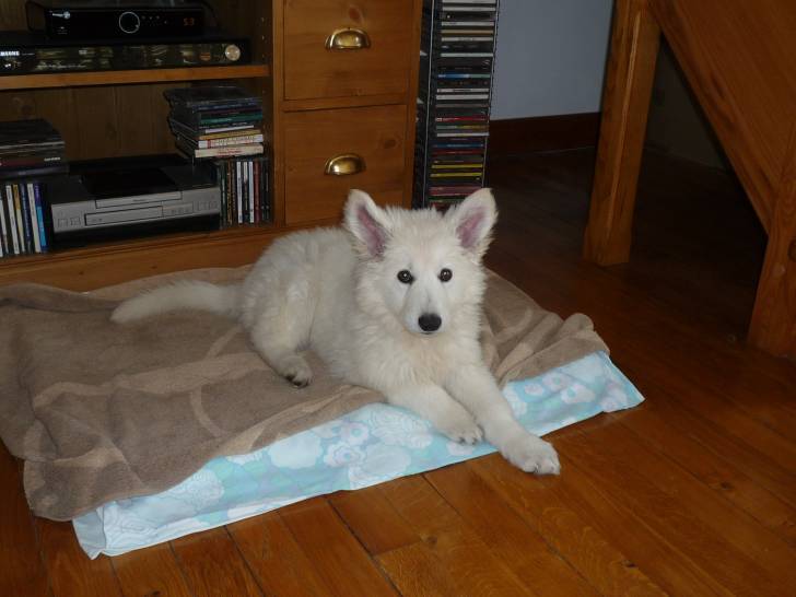 Hermès - Mâle (2 mois)