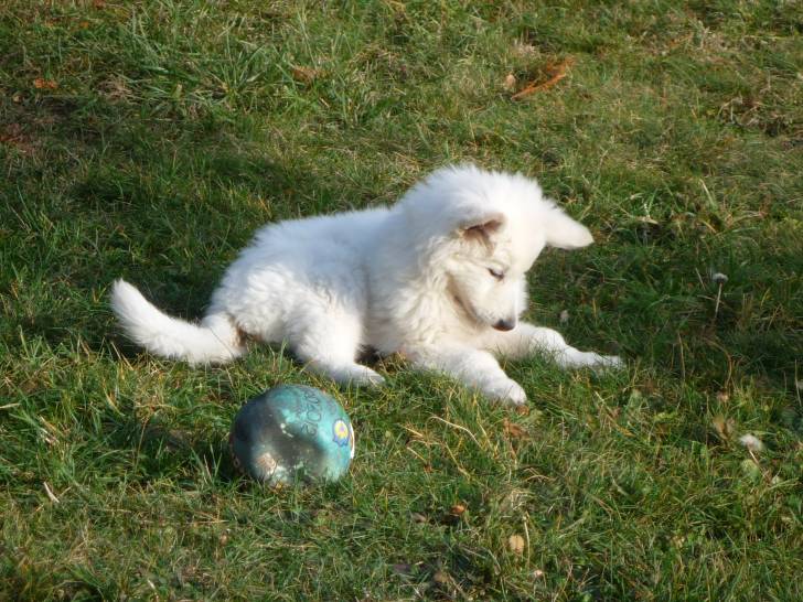 Hermès - Mâle (2 mois)