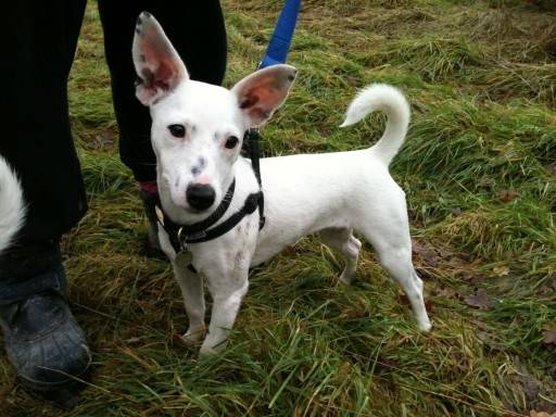 Hollie - Femelle (5 mois)