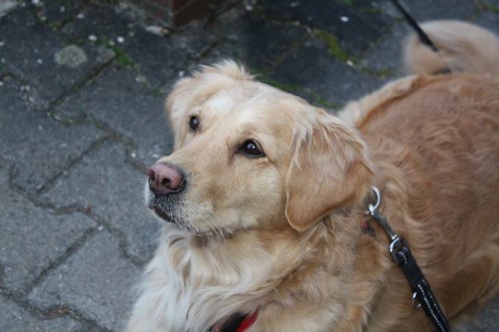 Kira - Femelle (7 ans)