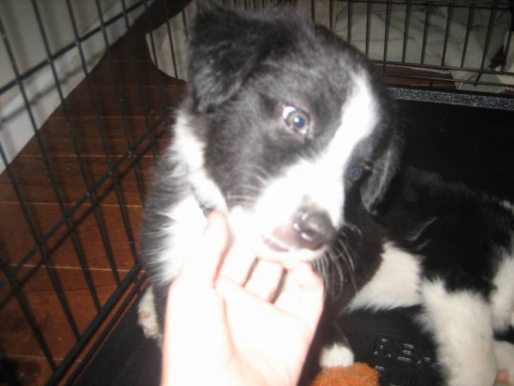 my dog acer - Mâle (2 mois)