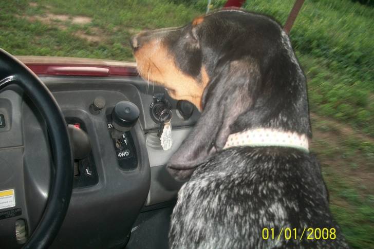 Ellewood. - Mâle (5 mois)