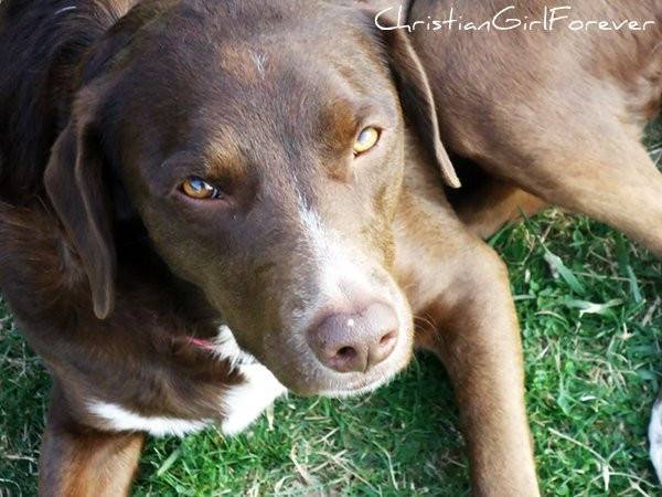 Lily - Femelle (5 ans)