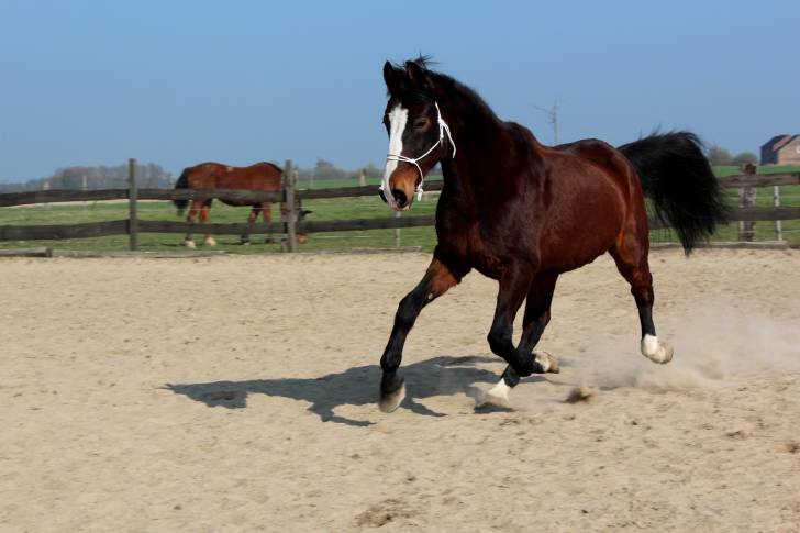 Hurlevent - Mâle (21 ans)