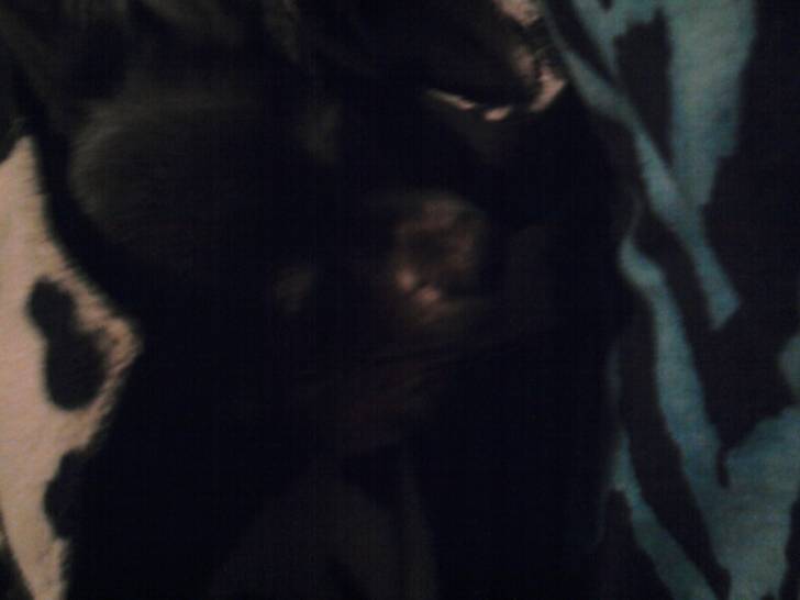 zoey - Femelle (3 ans)