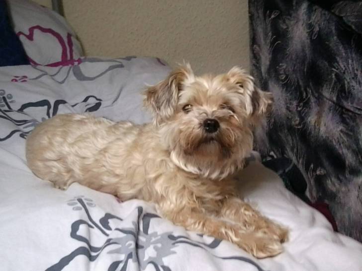 Luna - Femelle (4 ans)