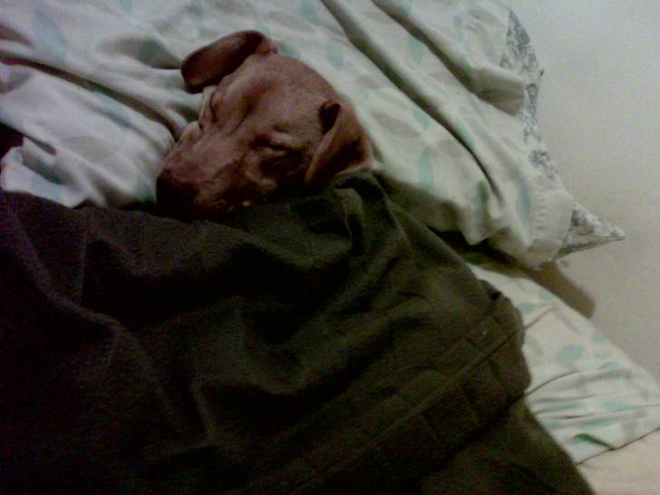 Cynna - Femelle (7 mois)