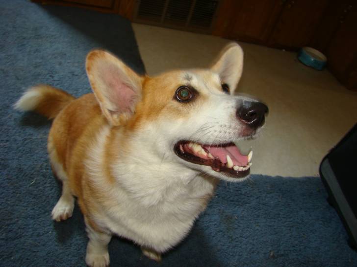 Elvi - Mâle (6 ans)