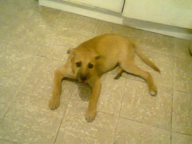 Kyara - (4 mois)