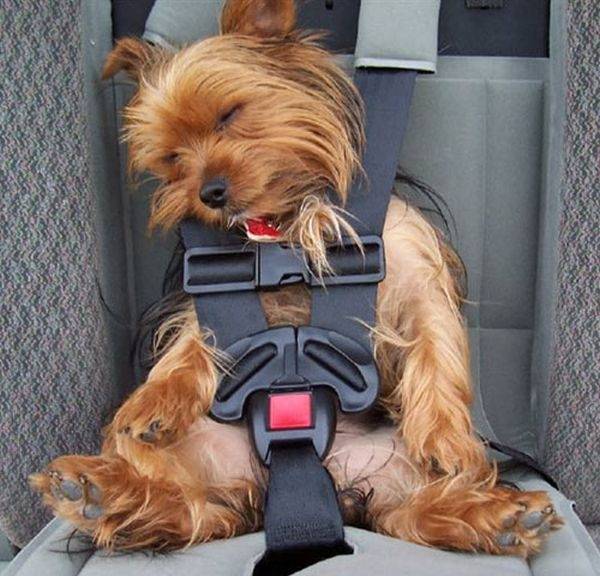 cinturon para perros menores de 3 años - Mâle