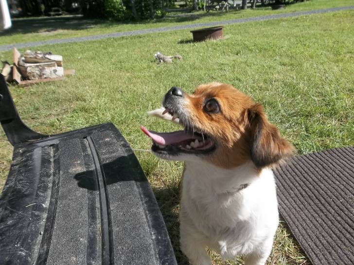 Bailey - Mâle (7 ans)