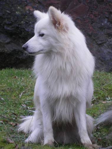 CRUMBLE - Mâle (2 ans)