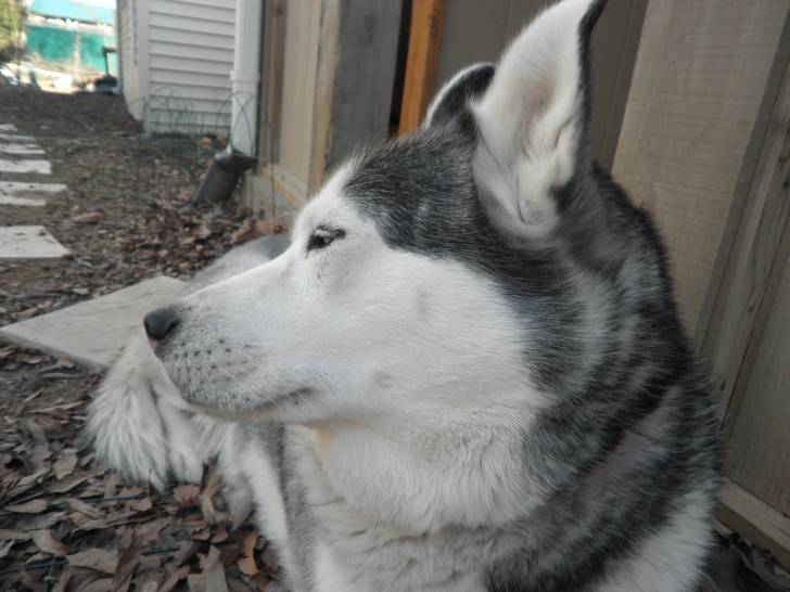 This is my REAL husky Static :) - (3 ans)