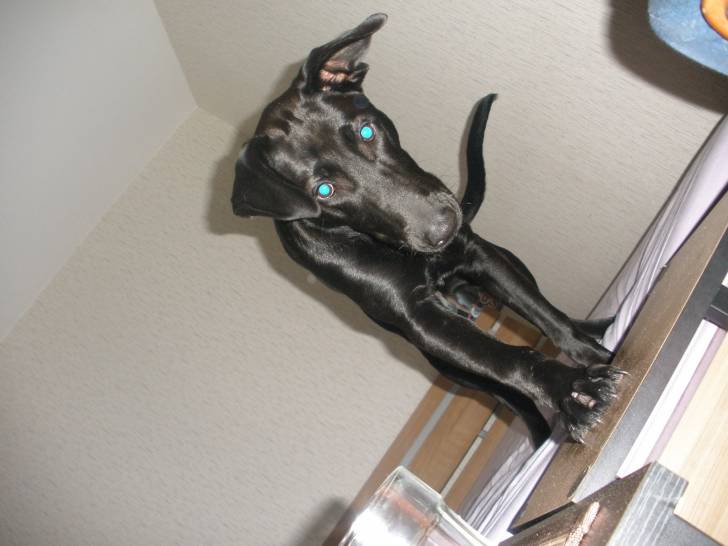 Akira - (3 ans)
