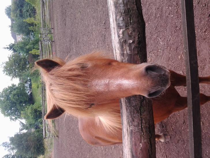 Robin - Mâle (14 ans)