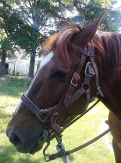 ShotGun - Mâle (16 ans)