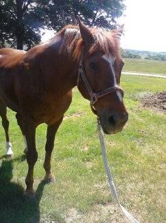 ShotGun - Mâle (16 ans)