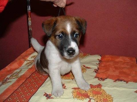 Duke - Mâle (8 mois)