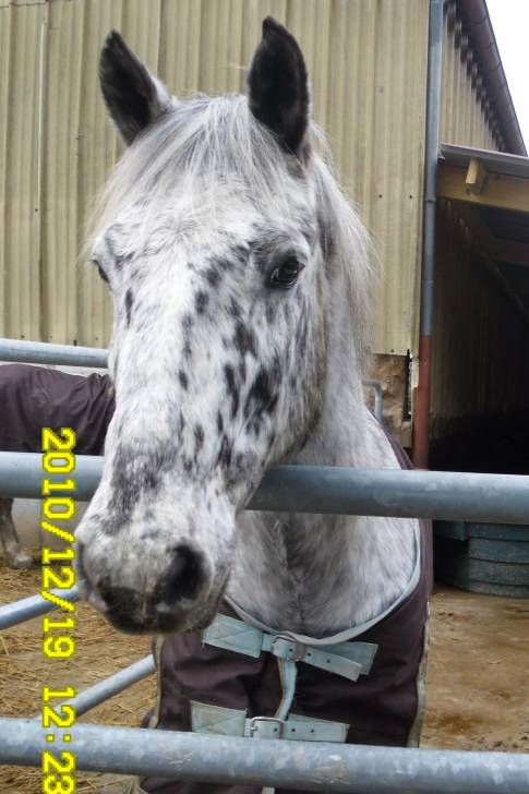 Cheyenne - Mâle (8 ans)
