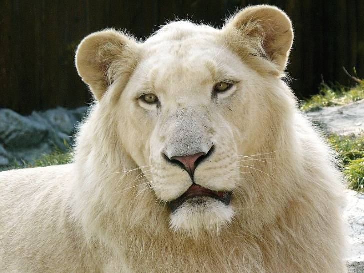 Nala - (20 ans)