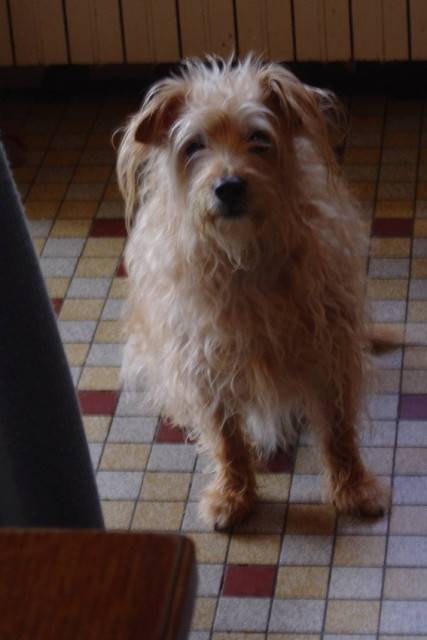 FILOU - Mâle (8 ans)