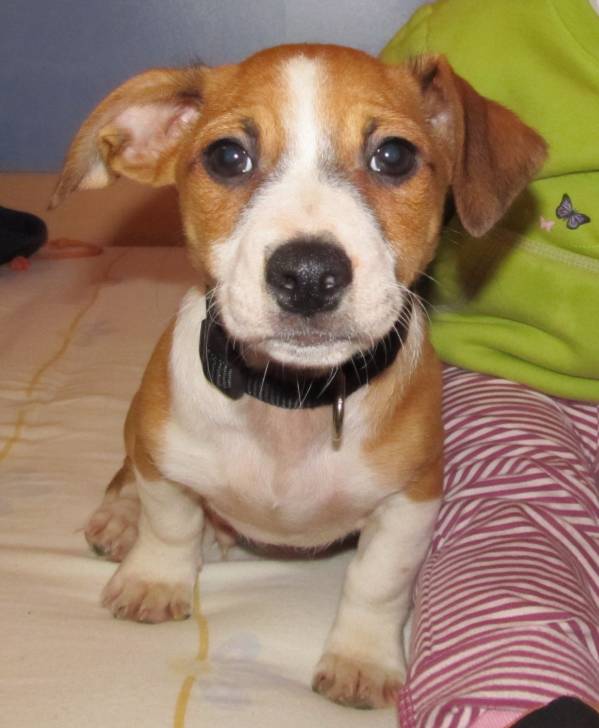 Colin - Mâle (3 mois)