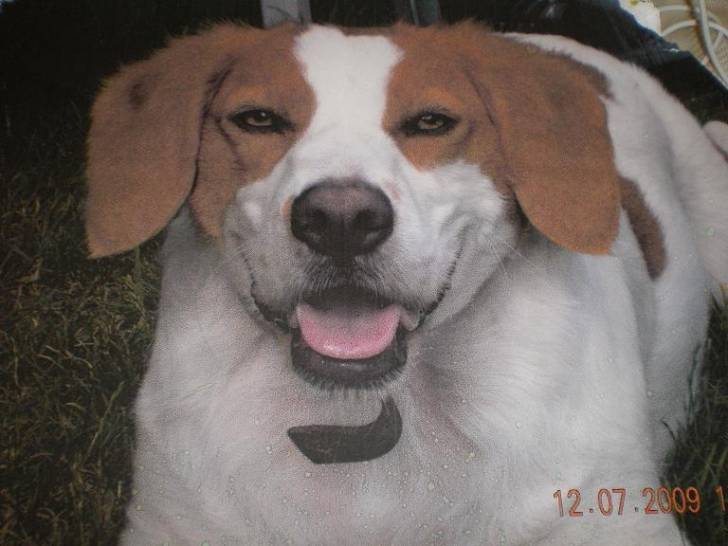 Bell J - Femelle (5 ans)