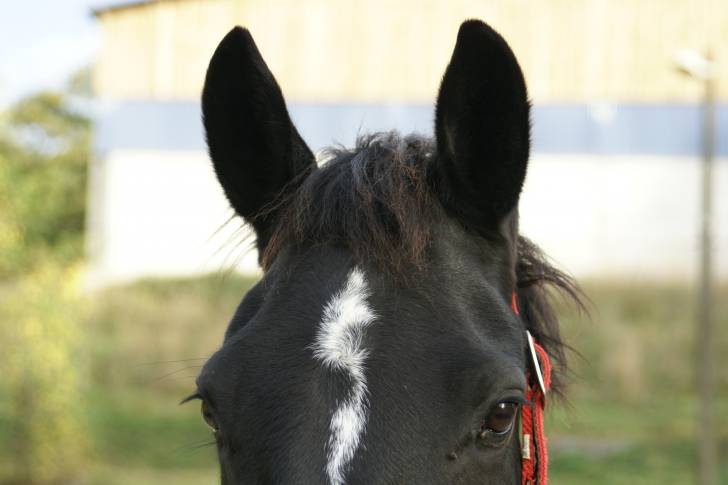 Onyx - (10 ans)