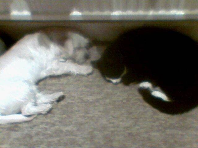 jeffers and bengy sleeping - Mâle (7 mois)