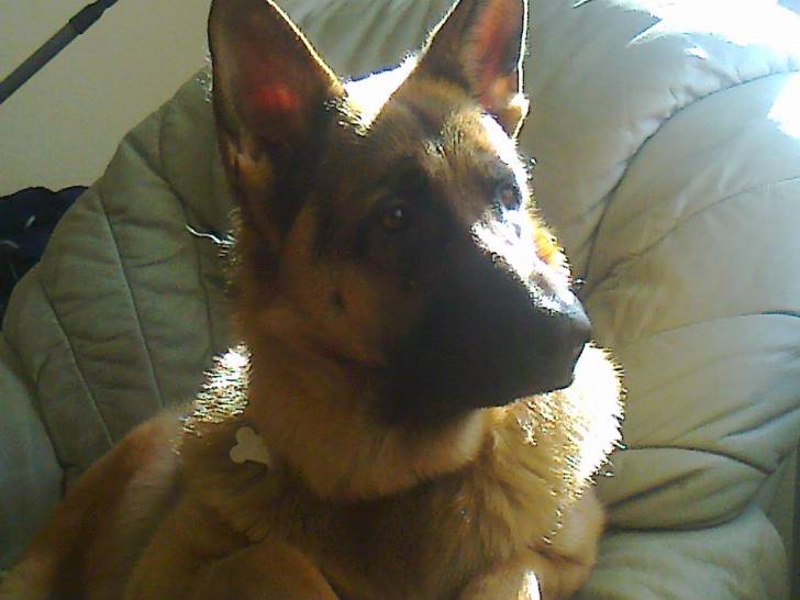 ziva - (2 ans)