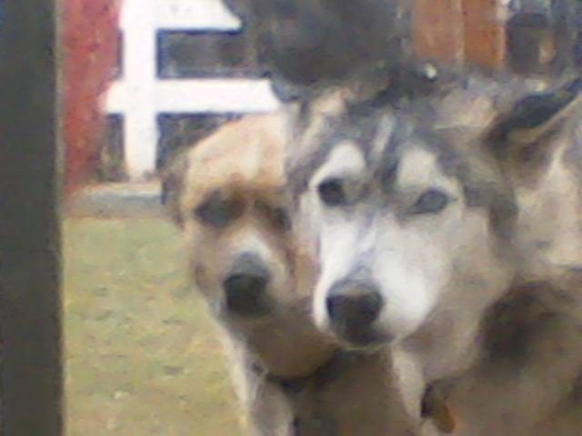 Crawler and Fury - Mâle (4 ans)