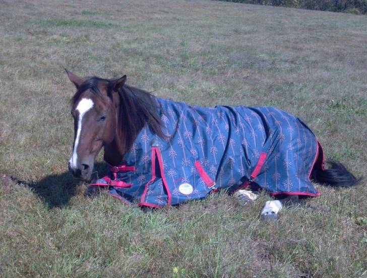 Savannah - (3 ans)