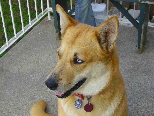 Foxy - Femelle (7 ans)