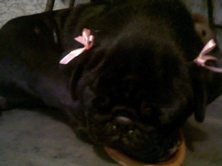 sonbra - Femelle (2 ans)