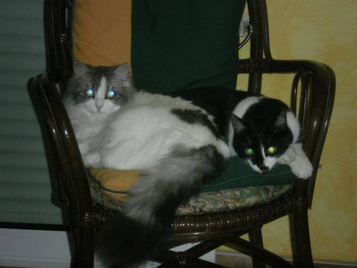 Daisy et Envy - Femelle (1 mois)