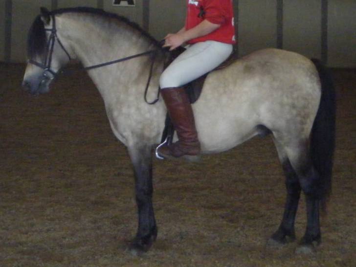 Minstrel - Mâle (2 ans)