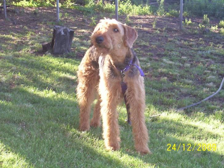 lola - (7 ans)