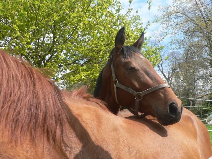 Viss Roi George - Mâle (2 ans)