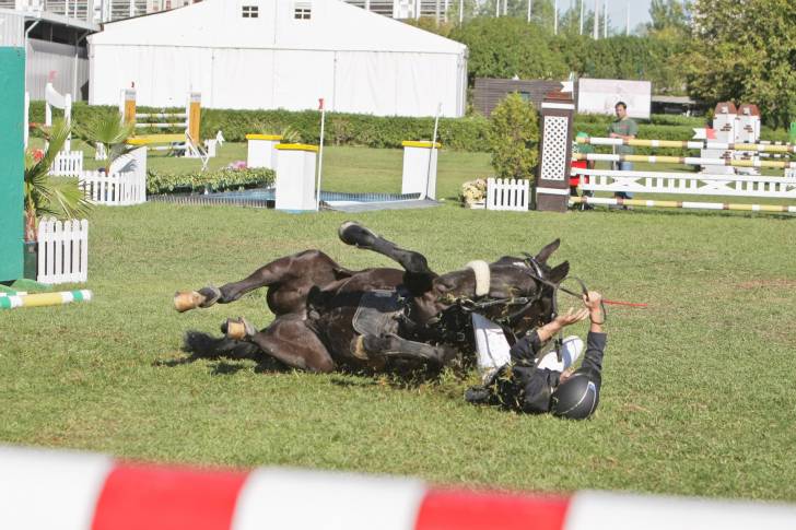 Queda en un concurso - Mâle (6 ans)