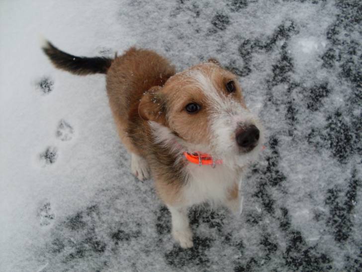 pagny tout content - Mâle (2 ans)