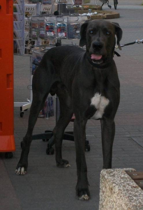Rex - Mâle (2 ans)