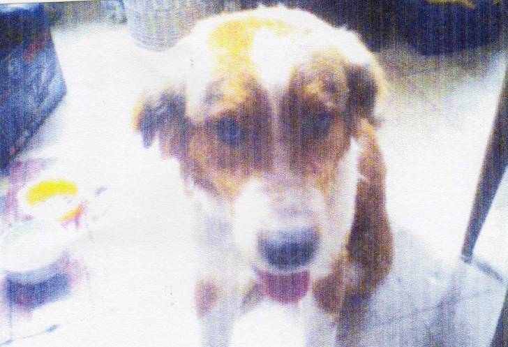 rox - Mâle (3 ans)