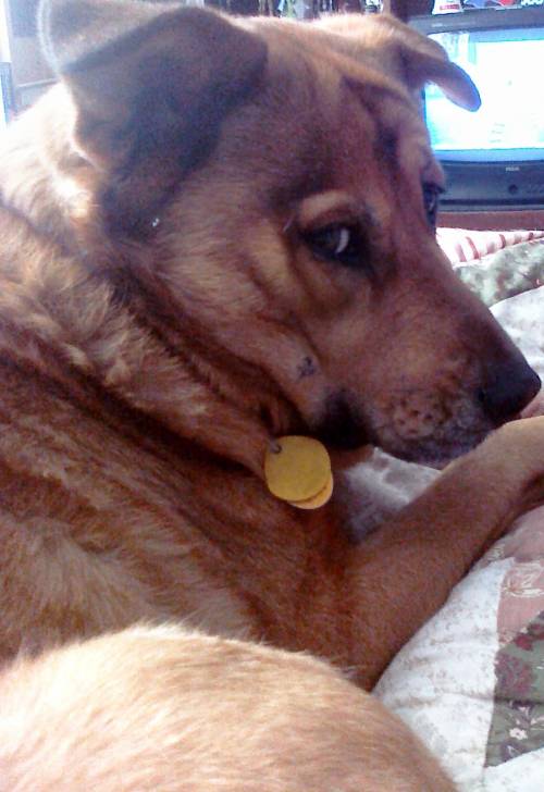 Bear - Mâle (3 ans)