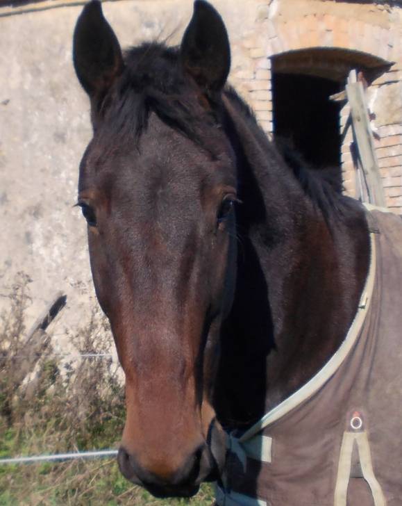 Viking's - Mâle (3 ans)